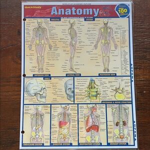 Quick Study Anatomy Reference Guide